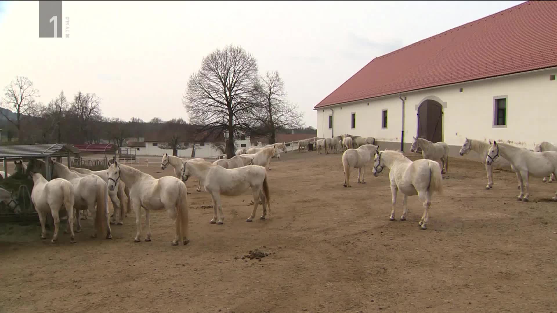 Vlada Potrdila Novi Zakon O Kobilarni Lipica