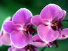 Cvetele bodo prekmurske orhideje