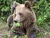Letos pod strel 75 medvedov in 12 volkov
