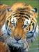 Južnokitajski tiger še živi