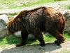Smrt ene izmed slovenskih medvedk