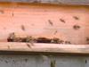 Veterinarji v boj za ohranitev čebel