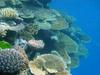 Koralni grebeni se prilagajajo