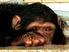 Šimpanzi se sporazumevajo z najmanj 66 kretnjami