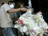 Nov izbruh ptičje gripe v Aziji?