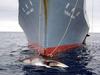 Aktivisti Japoncem preprečili uspešen kitolov