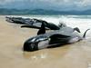 Na avstralski obali poginilo 150 kitov