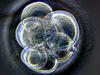 Novi zarodki z geni treh staršev?