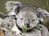 Onesnaženost ozračja ogroža koale