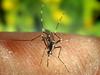 Genske manipulacije na komarjih za boj proti malariji