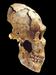 Izdelan osnutek genoma neandertalca