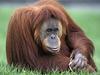 Umrl najstarejši orangutan