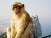Gibraltar ima znamenitih opic vrh glave