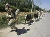 Lažje premagati talibane kot strah ljudi