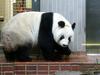 Poginil prvi umetno oplojeni panda