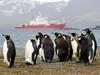 Na Antarktiki skoraj dvakrat več cesarskih pingvinov, kot so predvidevali znanstveniki