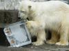 Preživetje polarnih medvedov vse bolj ogroženo