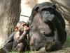 Šimpanzinje lovijo s sulicami
