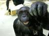 Šimpanzi žalujejo tudi po več tednov