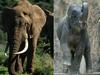 Nova odkritja o evoluciji slonov