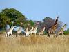 Žirafe bolj ogrožene, kot smo mislili