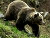 Medved lomasti v okolici Ljubljane