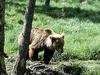 Medved zapustil okolico Ljubljane