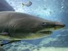 Znanstveniki odkrili fosile 10-metrskega morskega psa