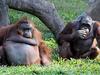 Orangutani znajo ukaniti plenilce