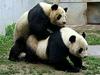 Parjenje pand pod drobnogledom