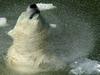 Polarni medvedi - ogrožena vrsta?