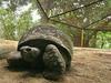 Umrla želva, stara kar 270 let