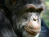 Šimpanz se odvaja kajenja