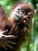 Našli večjo skupino orangutanov