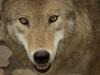 Lani 254.000 evrov škode zaradi volka
