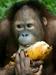 Tudi orangutani so preračunljivi