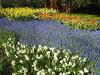 Na Nizozemskem je tulipan kralj