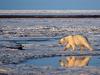 Široke razpoke v arktičnem ledu