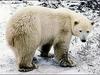Polarni medved tudi uradno ogrožen