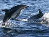 Delfini gluhi zaradi sonarjev?