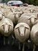 V Avstraliji iščejo najgršo ovco