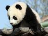 Kitajci v boj za večje razmnoževanje pand