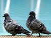 Nad debelušne golobe z robogolobi