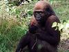 Ebola in lov ogrožata gorile