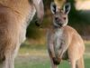 Bakterija kenguruja za čistejši zrak