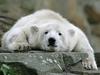 Beli medved star več tisoč let