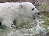 Tri petice za medvedka Knuta