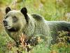 V Loški dolini se medvedi sprehajajo po dvorišču, pod Krvavcem so enega odstrelili