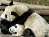 Na svet prišli štirje mladiči pande