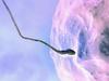 Prva laboratorijsko vzgojena sperma